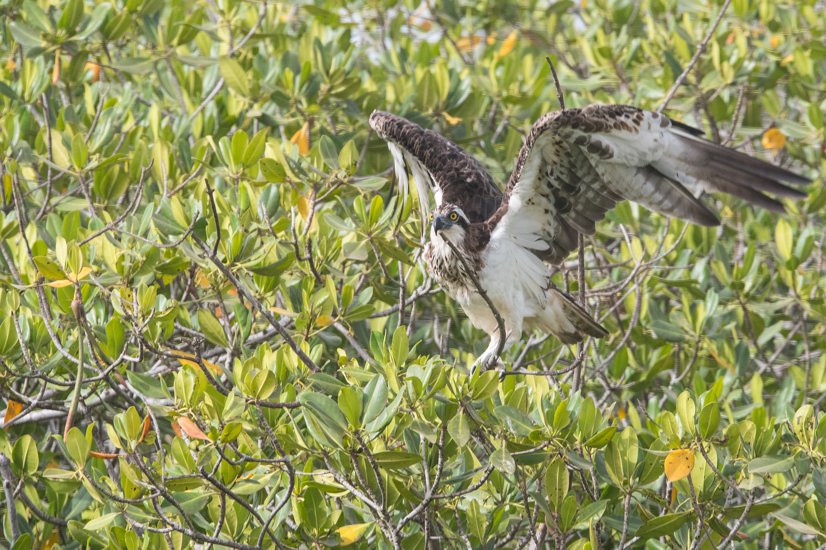 Balbuzard Pêcheur juvénile (Osprey, Pandion Haliaetus), envol, Réserve d'Intérêt Communautaire de la Somone.